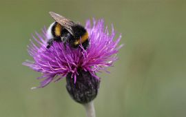 De Spaanse ruiter is een van de kenmerkende planten van blauwgrasland. En die is onder meer populair bij hommels.