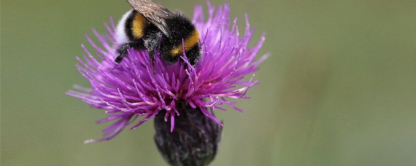 De Spaanse ruiter is een van de kenmerkende planten van blauwgrasland. En die is onder meer populair bij hommels.