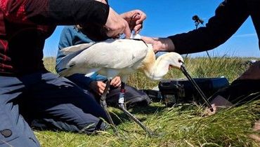 In de Waddenzee en het IJsselmeergebied worden lepelaars gevolgd met GPS-zenders