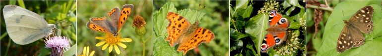 Andere veel gemelde vlinders dit weekend, v.l.n.r.: klein koolwitje, kleine vuurvlinder, gehakklede aurelia, dagpauwoog & bont zandoogje