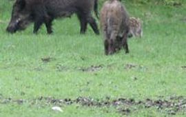Lennaert Steen wild zwijn en wroetsporen thumb
