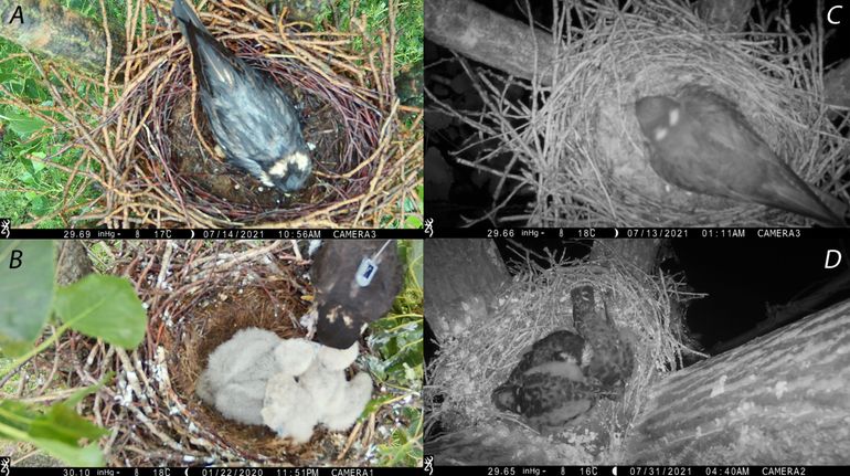 A: Het vrouwtje van Thei zit doorweekt op het nest, tijdens de langdurige regen half juli. B: Jacoba voert haar jongen. C: Als de jongen nog klein zijn slaapt het vrouwtje op het nest. D: Als de jongen te groot zijn slaapt het vrouwtje ergens anders