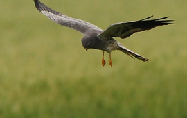 Grauwe kiekendief jagend boven faunarand