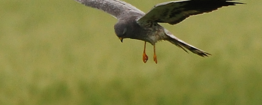 Grauwe kiekendief jagend boven faunarand