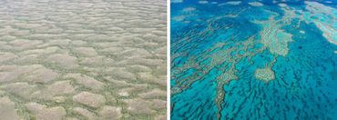 Vegetation patterns in Siberian peatlands and coral reefs