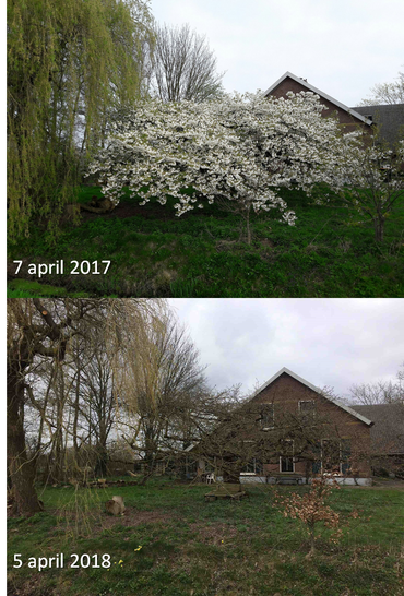 GrowApp-foto’s van een prunus op 7 april 2017 en 5 april 2018. Klik op de foto om de hele time-lapse video te bekijken