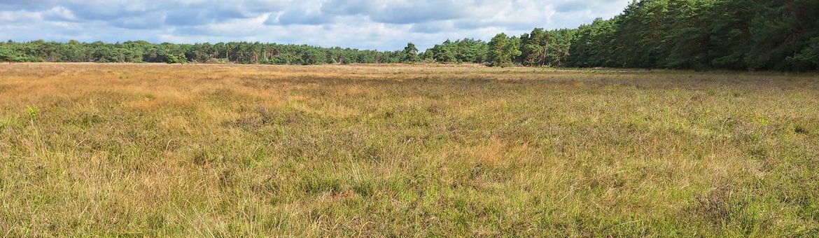 De Veluwe, een van de plekken die bemonsterd is voor het onderzoek naar pesticiden in natuurgebieden
