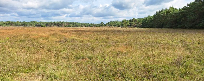 De Veluwe, een van de plekken die bemonsterd is voor het onderzoek naar pesticiden in natuurgebieden