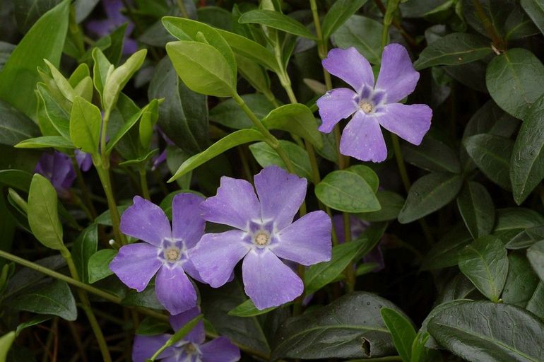 De bloemen van de kleine maagdenpalm zijn eetbaar, maar de bladeren zijn giftig