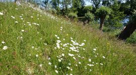 Op 16 forten werden bijen, zweefvliegen en dagvlinders geïnventariseerd. Vooral de dijktaluds waren daarbij interessant.