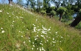 Op 16 forten werden bijen, zweefvliegen en dagvlinders geïnventariseerd. Vooral de dijktaluds waren daarbij interessant.