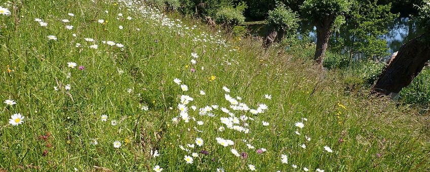 Op 16 forten werden bijen, zweefvliegen en dagvlinders geïnventariseerd. Vooral de dijktaluds waren daarbij interessant.