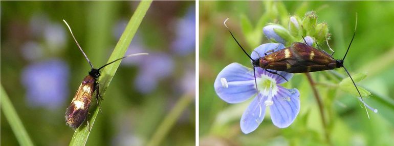 Dwerglangsprietmotten, rechts een parend stel