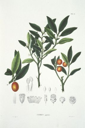 Kumquat