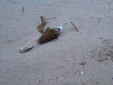 Young Queen Conch with transmitter