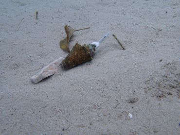 Jonge karkó-schelp met zender