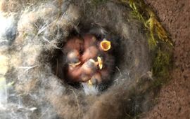 Koolmeesjes in nestkast met wisenthaar, Kraansvlak 2019