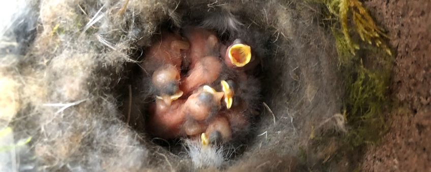 Koolmeesjes in nestkast met wisenthaar, Kraansvlak 2019