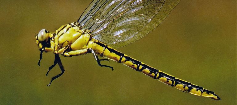 Het uitsluipen van de Rivierrombout (Gomphus flavipes) is tijdens het inventarisatieonderzoek op 19 locaties vastgesteld. De Rivierrombout is strikt beschermd door de Europese Habitatrichtlijn. De Rivierrombout is de kensoort van macro-evertebraten in traag stromende rivieren met zand en slibbodem en oevers die onderhevig zijn aan enige golfslag