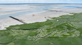 De slikken en schorren bij de Westerschelde vormen een uniek en kwetsbaar ecosysteem dat van internationaal belang is voor vissen en vogels.