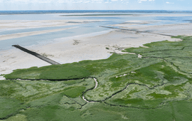 De slikken en schorren bij de Westerschelde vormen een uniek en kwetsbaar ecosysteem dat van internationaal belang is voor vissen en vogels.