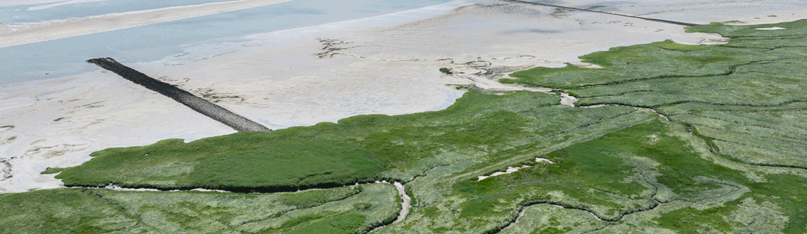 De slikken en schorren bij de Westerschelde vormen een uniek en kwetsbaar ecosysteem dat van internationaal belang is voor vissen en vogels.