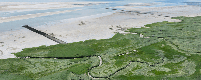 De slikken en schorren bij de Westerschelde vormen een uniek en kwetsbaar ecosysteem dat van internationaal belang is voor vissen en vogels.