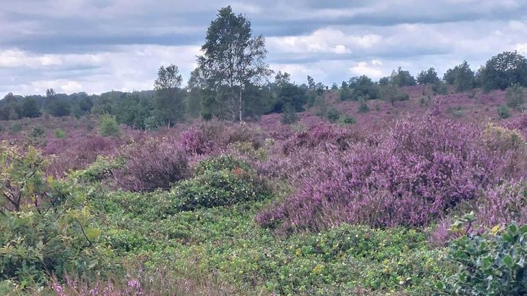 Een heidelandschap is veel meer dan een paarse bloemenzee