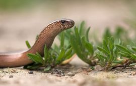 Jelger Herder Hazelworm - primair