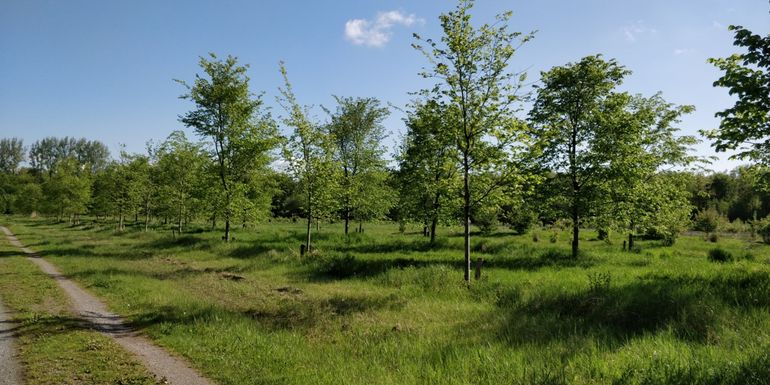 Fladderiep Genenbank Roggebotzand