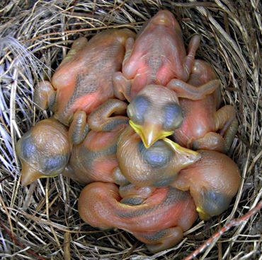 Jonge grauwe klauwieren in nest
