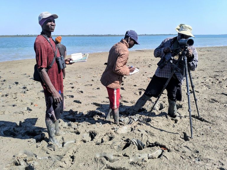 Vogeltellers in actie in West-Afrika