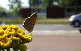 kleine vuurvlinder in wegberm