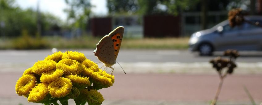 kleine vuurvlinder in wegberm