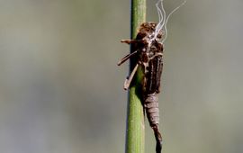 leeg huidje vuurjuffer