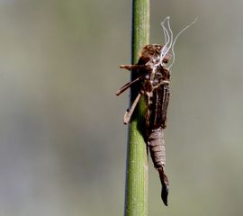 leeg huidje vuurjuffer