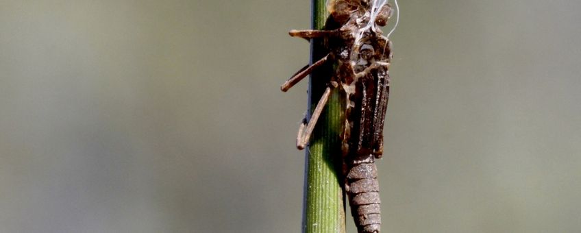 leeg huidje vuurjuffer