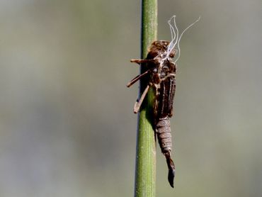 Als een vuurjuffer is uitgeslopen blijft het lege larvenhuidje achter