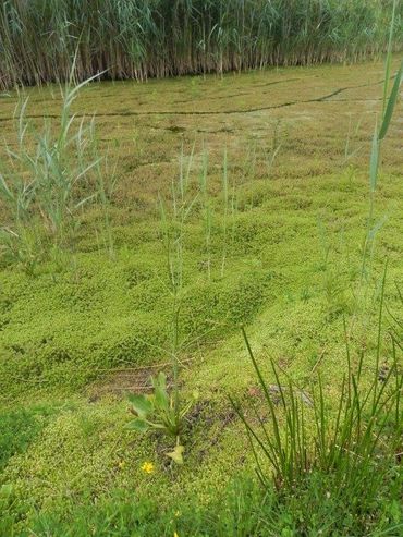 Stedelijke watergang in Wijchen, Gelderland, die volledig is dichtgegroeid met watercrassula 