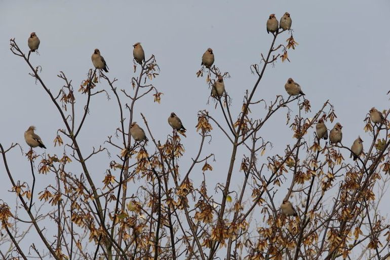 Pestvogels, Midden-Heerenduin, Noord-Holland