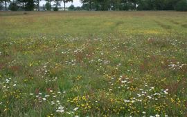 Beekbergerwoud pilot kruidenrijk grasland