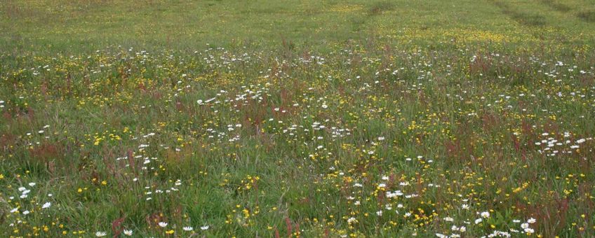 Beekbergerwoud pilot kruidenrijk grasland