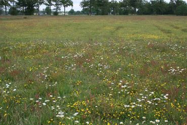 Proefperceel in natuurgebied Beekbergerwoud. Binnen een jaar is duidelijk verschil te zien tussen het bewerkte deel (vooraan) en het onbewerkte deel erachter. 