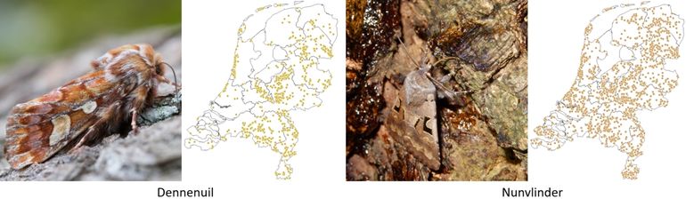 Dennenuil en nunvlinder, kaartjes verspreiding vanaf 2010