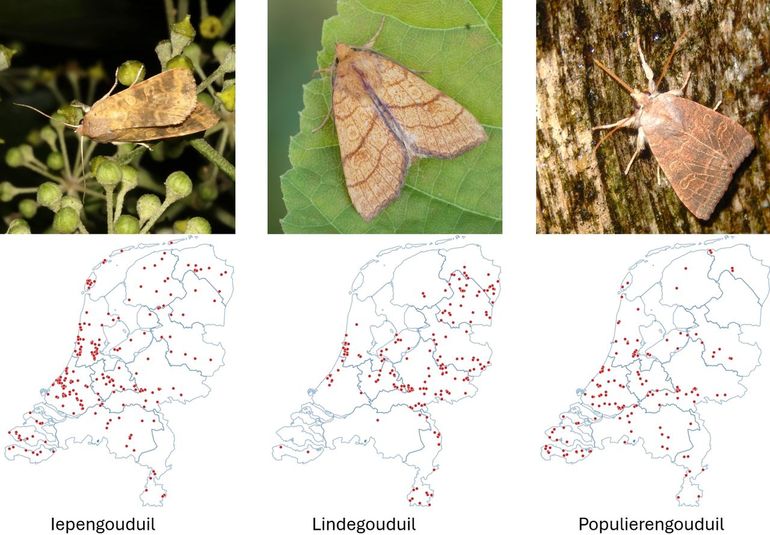 De drie minder algemene gouduilen, met kaartjes met de waarnemingen van de afgelopen vijf jaar