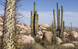 Baja California, woestijn, desert