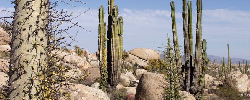 Baja California, woestijn, desert