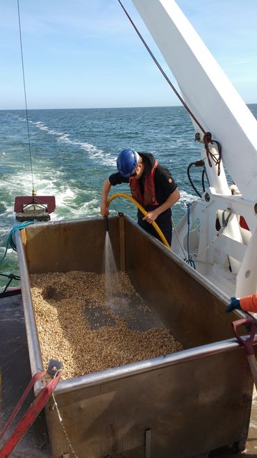 De vangst uit de bodemschaaf wordt gespoeld over een zeef van 5 mm. Hier bestaat de vangst uit een grote hoeveelheid halfgeknotte strandschelpen