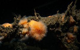 Koudwaterkoralen, zeeanemonen, hydroïdpoliepen en ook oesters hebben een harde ondergrond nodig om zich aan te hechten. En dat is zeldzaam op de zanderige bodem van de Noordzee.