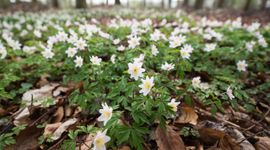 Bosanemonen in leembos Schijndel